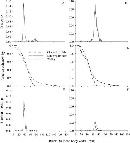 Figure 4. Comparison of body widths of black bullheads without (A) and with pectoral spines extended (B) and the relative vulnerability to potential ingestion (C and D) by three predators common to four South Dakota small impoundments sampled in this study. Measurements of black bullhead depths and predator gape widths were based on fish collected across all four reservoirs combined.