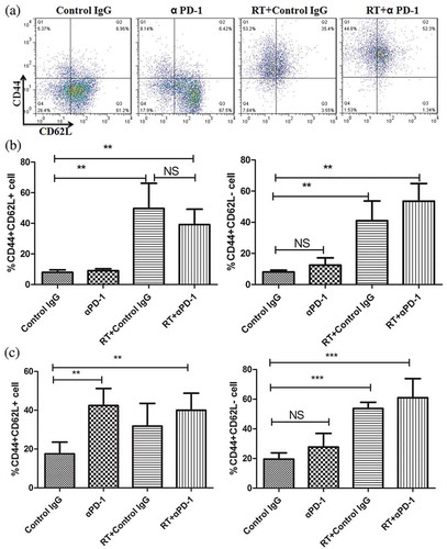 Figure 6. Combination therapy increases tumor antigen-specific memory T cells.(a) Flow cytometry of putative memory markers in the DLN. (b) and (c) Frequencies of CD44+ CD62L+ central memory cells (left) and CD44+ CD62L – effector/memory cells (right) in the DLN (B) and spleen (c). Data are representative of three independent experiments. **P < 0.01; ***P < 0.001. RT, radiotherapy.