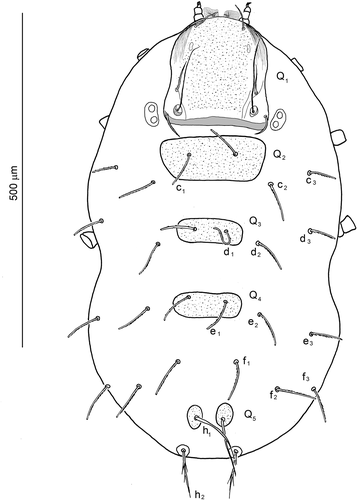 Figure 2. Hexathrombium abirami, larva. Idiosoma, dorsal aspect