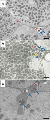 Figure 3. Mesorhizobium loti Tono in the root nodules of Lotus japonicus as observed by transmission electron microscopy. (a), A nodule of L. japonicus B129 Gifu at 8 days post-inoculation; and (b) L. japonicus MG-20 Miyakojima at 14 days post-inoculation.　(c) Intercellular bacteria surrounded by electron-dense compounds, the main components of which are thought to be hydroxyproline-rich glycoproteins. These were found in a nodule of L. japonicus B129 Gifu at 8 days post-inoculation. Red asterisks indicate intercellular spaces; blue arrows indicate bacteria without surrounding membranes; yellow arrow indicates a bacterium surrounded with an incomplete membrane-like structure. Scale bars: (a) and (b), 2 µm; and (c), 1 µm.