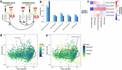 Figure 1. Estimated glomerular filtration rate (eGFR) is associated with overall gut microbiome composition in the Hispanic Community Health Study/Study of Latinos (N = 2,438). (a) Overview of the present analyses: 1 – Cross-sectional analysis of the gut microbiome and kidney traits at HCHS/SOL Visit 2 (n = 2,438); 2 – Cross-sectional analysis of kidney-related gut microbiome features with serum metabolites at HCHS/SOL Visit 2 (n = 700); 3 – Prospective analysis of serum metabolites (specifically those strongly associated with kidney-related gut microbiome species) at HCHS/SOL Visit 1 with progression of kidney traits from Visit 1 to Visit 2 (n = 3,635). (b) Barplots show R-squared (%) for kidney traits from PERMANOVA models of the Jensen-Shannon Divergence. Each kidney trait (predictor) was assessed in a separate model. Model 1 was adjusted for age, sex, field center, Hispanic/Latino background, U.S. nativity, antibiotics use, and Bristol stool type. Model 2 additionally adjusted for income, educational attainment, cigarette smoking, alcohol use, AHEI2010, predicted sodium intake, report of low-sodium diet, predicted protein intake, report of high protein/low carb diet, protein supplement use, and total physical activity. Model 3 additionally adjusted for BMI, waist-to-hip ratio, systolic blood pressure, diastolic blood pressure, triglycerides, HDL cholesterol, fasting glucose, hypertension medication, diabetes medication, and lipid-lowering medication. (c) Spearman correlations of kidney traits with the first five principal coordinates of the Jensen-Shannon Divergence. (d-e) Principal coordinate analysis plots of the first and third coordinates of the Jensen-Shannon Divergence, colored by eGFR in (d) or UAC ratio in (e); 75% data ellipses for low (<60 ml/min/1.73 m2) and normal (≥60 ml/min/1.73 m2) eGFR in (d), or high (≥30) or normal (<30) UAC ratio in (e), are displayed on the plots. *p < 0.05; **p < 0.01; ***p < 0.001; ****p < 0.0001.