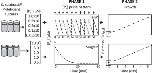 Fig. 1. Summary of the experimental design of phase 1 (minutes) and 2 (days). In phase 1, five initial phosphate concentrations (0.5, 1, 2, 5 and 10 µM) were tested. Each supplied concentration was added in two phosphate patterns: 10 pulse (TenP) and single pulse treatment (SingleP). The total added phosphate in TenP and SingleP at each concentration was the same by the end of the experiment. The dashed lines illustrate the theoretical representation of external phosphate ([Pe]) removal (phase 1) and the resulting growth curve (phase 2) by phosphate deficient C. raciborskii. Downward arrows indicate each phosphate pulse addition. In phase 2, biomass increase is evaluated daily by optical density (OD at 750 nm) on 5 subsequent days.