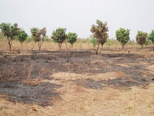 Figure 4. The ruins of an outgrower scheme II: burnt farms (2017). Source: the authors.