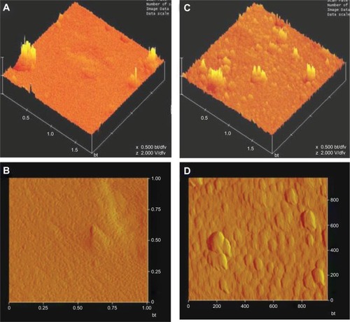 Figure 2 Atomic force microscope analysis for surface morphology of (A and B)bare and (C and D) polyallylamine bisphosphonate-modified 316 L steel.