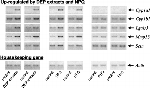 FIG. 4 Confirmation of gene chip data in fetal thymuses exposed to DEP extracts, NPQ, and PHQ using semi-quantitative RT-PCR. Fetal thymus was exposed to DEP extracts, NPQ, or PHQ for 24 hrs, and ds-cDNAs obtained in two independent experiments were subjected to semi-quantitative PCR using each specific primer pair (Table 1). PCR products were separated in a 1.2% SYNER gel containing 0.5 μg/ml ethidium bromide.