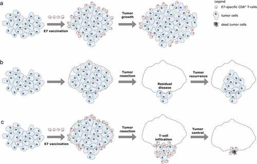 Figure 5. Working principles of E7 vaccination prior to tumor resection.a: When E7 vaccination is performed after tumor cell injection, circulating E7-specific CD8+ T-cells are induced. However, these cells cannot infiltrate the tumor which continues to grow. b: After resection of primary tumors, residual tumor cells can regrow resulting in tumor recurrence. c: Primary tumor resection performed after E7 vaccination allows circulating E7-specific CD8+ T-cell to infiltrate the residual tumor cells and efficiently control the tumor, thus impeding tumor recurrence