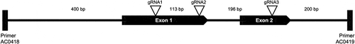 Figure 1. Diagram of the PCR product amplified by primers AC0418 and AC0419. Location of gRNA 1, 2, and 3 target sites, within exons 1 and 2 of CpPDS are indicated.