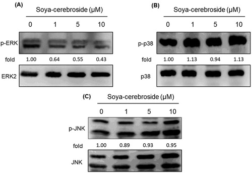 Figure 4. Soya-cerebroside inhibits ERK phosphorylation, but not p38 or JNK phosphorylation. RASFs were incubated with soya-cerebroside (1–10 μM) for 24 h. ERK, p38 and JNK phosphorylation was examined by Western blot analysis.