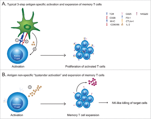 Figure 1. (T)cell activation patterns. (A) A typical primary T cell activation requires 3 signals to occur in sequence and depends on: 1). antigen recognition by TCR engagement and the strength of the signal received, 2). ligation of co-stimulatory molecules to their ligands and 3). cytokine mediated expansion and differentiation of cells to effector cells. (B) Cytokine exposure alone causes an antigen non-specific “bystander activation” expansion of memory T cells which exhibit broad lytic capabilities in comparison to antigen specfic activated T cells.