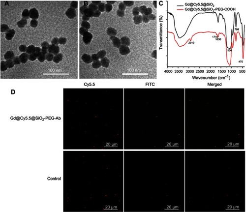 Figure 2 TEM images of Gd@Cy5.5@SiO2 (A) and Gd@Cy5.5@SiO2-PEG-Ab (B) NPs. FTIR spectra of Gd@Cy5.5@SiO2 and Gd@Cy5.5@SiO2-PEG-COOH NPs (C). CLSM images of the YPSMA-1 antibody on the surface of Gd@Cy5.5@SiO2-PEG-Ab NPs (D).