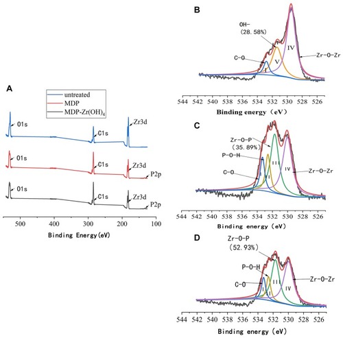 Figure 2 X-ray photoelectron spectra.Notes: (A) Wide-scan X-ray photoelectron spectra; (B) narrow-scan O1s spectra of untreated zirconia particles; (C) MDP-conditioned zirconia particles; (D) MDP-conditioned Zr(OH)4-coated zirconia particle; I (OC–O), II (OOH–), III (OZr–O–P), IV (OZr–O–Zr), V(OOH–) represent the different deconvoluted peaks within the main peak.