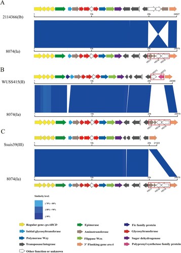Figure 3. The schematic comparison of the cps gene cluster subtype Ia to that of Ib (A), II (B), and III (C). Each colored arrow represents the gene whose predicted function is shown in the blow panel. HG17, HG18, HG19, HG72, and HG73 genes are indicated. The aroA gene is located on the 3′ side of each locus. Regions of over 70% identity were marked by blue shading.