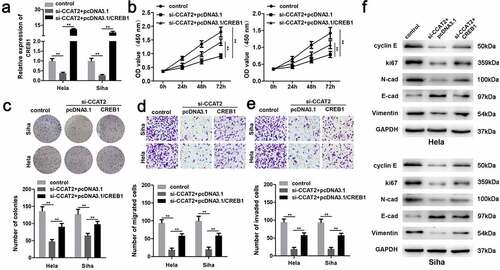 Figure 7. The overexpression of CREB1 reverses the effects of CCAT2 knockdown. (a) The mRNA expression of CREB1, as detected by PCR. (b) Cellular viability determined using the MTT assay. (c) Cellular proliferation determined using the colony formation assay. (d and e) Cellular migration and invasiveness detected using the transwell assay. (f) The expression of cellular proteins determined by western blotting. **p < 0.01, compared with control group and si-CCAT2+ pcDNA3.1 group