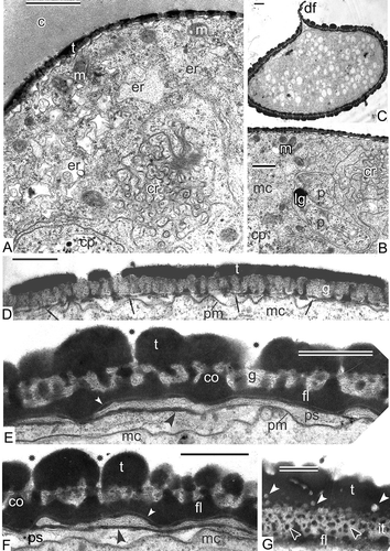 Figure 9. Transition from late tetrad stage to early free microspore stage in Magnolia sieboldii. A. The cytoplasm of the late tetrad microspore, containing different organelles: chain-mail reticulum (cr), its outer membranes form pockets, one of which envelops a cuplike plastid (cp) with inclusions, dilated cisternae of smooth endoplasmic reticulum (er), many mitochondria, plenty of ribosomes and polysomes. B. Fragment of early microspore, just free from a tetrad; a pocket of chain-mail reticulum (cr) includes two plastids and a lipid globule. C. Survey of a free microspore; note distal fold (df) in the aperture region. D. Initiation of the foot layer (arrows). E, F. The endexine lamella is formed (black arrowheads) with the white line visible in its centre, which corresponds to so-called laminate micelle with its typical gap (seen as white line) between the bilayers; the tectum perforations are marked (asterisks). G. Oblique section in the region of the infratectum: Cross-sectioned columellae appear as circles, giving a false impression of granules (black arrowheads); perforations in the tectum also appear as circles (white arrowheads). Abbreviations: see Figure 1. Scale bars – 1 μm (A, B, C), 500 nm (D–G).