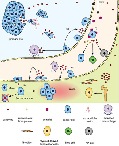 Fig. 1.  The promotion of exosome to cancer metastasis. Tumour-associated exosomes influence other cells and modulate microenvironment, involving the key steps in cancer metastasis cascade. 1) In primary site, tumour cells secrete exosomes to induce EMT and degrade the matrix. The Wnt pathway in cancer cells is activated by exosomes during the migration. 2) As intravasation, endothelium is disturbed directly by tumour-secreted exosomes and indirectly by macrophages activated by exosomes derived from tumour cells. 3) Both circulating tumour cells (CTCs) and tumour-activated platelets secrete exosomes affecting the immune cells and CTCs. 4) Adhesive molecules on endothelial cells are upregulated by exosomes from the adherent tumour cell. 5) Disseminated tumour cells will proliferate forming a micrometastasis in appropriate niche, which is remoulded by exosomes from primary site.