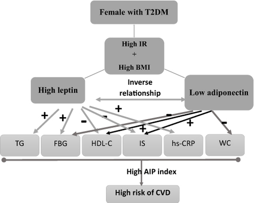 Figure 1 Schematic chart representation of the influences of high leptin and low adiponectin levels on major factors involved in the complications of T2DM, such as CVD in Saudi females with high insulin resistance (IR) and high body mass index (BMI), triglycerides (TG), fasting blood glucose (FBG), high-density lipoprotein-cholesterol (HDL-C), insulin sensitivity (IS), C-reactive protein (hs-CRP), and waist circumstance (WC). (+) represented positive relation whereas (-) represented negative.