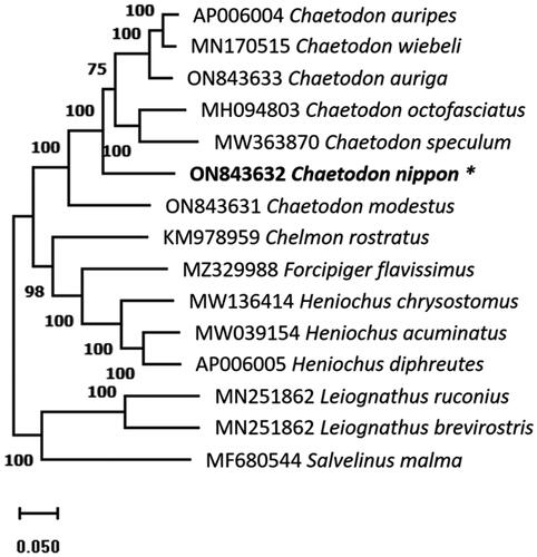 Figure 3. The phylogenetic tree was constructed using whole mitochondrial genome sequences of 15 species based on the maximum likelihood with 1000 bootstrap replicates using MEGA11. The bootstrap support values are shown by the numbers on the branches, and the species in this study is indicated by an asterisk next to its name.