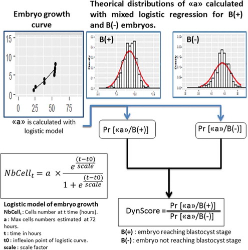 Figure 1. The different steps to construct the DynScore.The ‘Embryo growth curve’ was obtained from the morphokinetic points and modeled with a logistic model. From these points according the fate of embryo, two mixed logistic regressions were calculated (B(+), i.e., embryos able to reach the blastocyst stage, and B(-), i.e., embryos not able to reach the blastocyst stage). From these mixed logistic regression the theoretical distributions of ‘a’ parameter have been calculated. For each embryo, the conditional probability of ‘a’ parameter was calculated according to B(+) or B(-) fate. From these two probabilities, the DynScore was calculated