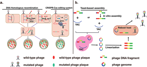 Figure 1 Strategies of genetic engineering for phage genomes. (a) Phage genome can be edited by homologous recombination (HR) in vivo and CRISPR-Cas system. Exo, Gam and Beta are three components of the lambda red recombineering system. YAC: yeast artificial chromosomes. (b) Phage DNA fragments are assembled to become complete genome in the yeast, followed by transformation into the reboot host to produce activated phages.