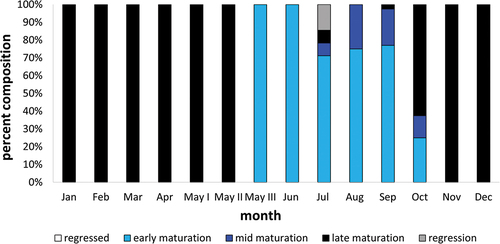 Figure 11. Percent composition of the number of Chinese sleeper (Perccottus glenii) male with testes in particular classes of maturity in individual months of the calendar year from Wilanówka River.