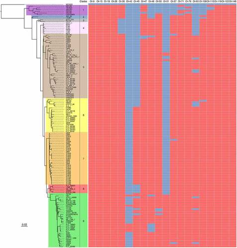 Figure 3. The prevalence of virulence-related OIs in EHEC O157:H7 strains. Maximum likelihood tree was constructed using PhyML based on 3440 single-copy core genes shared between E. coli K-12 MG1655 and 143 EHEC O157:H7 strains. Based on the phylogenetic analysis, these EHEC O157:H7 strains are classified into nine distinct clades (clade 1 to 9). The prevalence of different virulence-related OIs in EHEC O157:H7 strains was determined using BLASTN searches and are shown using heatmap. The search criteria are coverage ≥85% and identity ≥90%. Red and blue cells represent the presence and absence of OIs in a particular EHEC O157:H7 strain, respectively