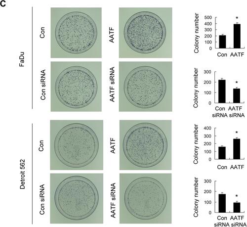 Figure 3 AATF positively regulates HNSCC cell proliferation. (A) Transfection of AATF plasmid significantly upregulated its protein and mRNA expression in FaDu and Detroit 562 cell lines. AATF siRNA transfection downregulated its protein and mRNA expression in FaDu and Detroit 562 cell lines. (B) CCK8 showed that AATF overexpression upregulated cell growth rate in FaDu and Detroit 562 cell lines. AATF knockdown reduced cell growth rate in FaDu and Detroit 562 cell lines. (C) Colony formation assay showed that colony numbers were increased in FaDu and Detroit 562 cell lines transfected with AATF. AATF depletion decreased the numbers of colonies. *p<0.05.