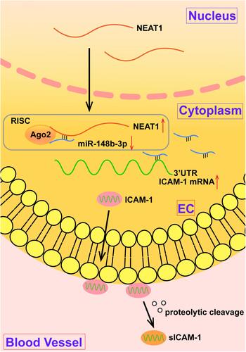 Figure 7 The schematic diagram of the mechanism of NEAT1/miR-148b-3p/ICAM-1 axis in CSF disease.