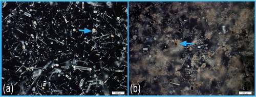 Fig. 3 Low magnification (4× objective) views of settled net tow material from (a) an offshore deep-water station, station 5, showing a dominance by diatoms, and (b) a coastal polynya station, station 18, showing a dominance by colonies of Phaeocystis. The area shown is equivalent to a volume of the original net tow material from about 1 L of seawater. The arrows show tintinnids (Cymatocylis).