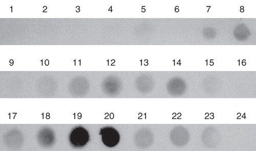 Figure 3. Solubilization efficiency of various ionic and non-ionic detergents used for extraction of AtETR1 from E. coli membranes. Supernatant fractions after centrifugation were analyzed by dot blot. Solubilized receptor proteins were monitored by antibodies directed against the hexa histidine tag. The following detergents were applied in the solubilization study: (1) Anapoe-20, (2) Anapoe-35, (3) Anapoe-58, (4) Anapoe-C10E6, (5) Anapoe-X-114, (6) Anapoe-X-405, (7) Anzergent 3-10, (8) Anzergent 3-12, (9) Anzergent 3-14, (10) C-Dodecafos, (11) Cyclofos-4, (12) Cyclofos-5, (13) Cyclofos-6, (14) Cyclofos-7, (15) Fos-Choline-9, (16) Fos-Choline-10, (17) Fos-Choline-11, (18) Fos-Choline-12, (19) Fos-Choline-13, (20) Fos-Choline-14, (21) n-octyl-β-d-glucopyranoside, (22) n-dodecyl-β-d-maltopyranoside, (23) n-octyl-β-d-thiomaltopyranoside, (24) no detergent.