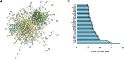 Figure 1 Preliminary filtration of hypoxia-related essential genes using PPI. (A) The protein–protein interaction network constructed with 200 hypoxia-related genes; (B) the 50 genes with the highest interaction levels.