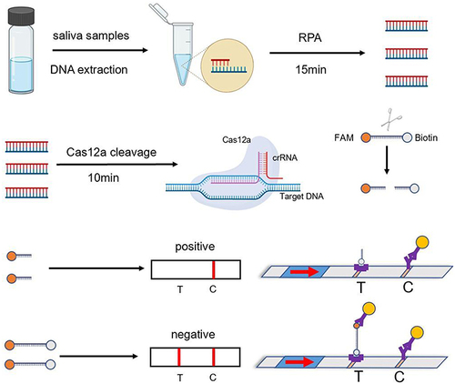Figure 2 Detection method based on a RPA-Cas12a- transverse flow immunochromatographic strip.