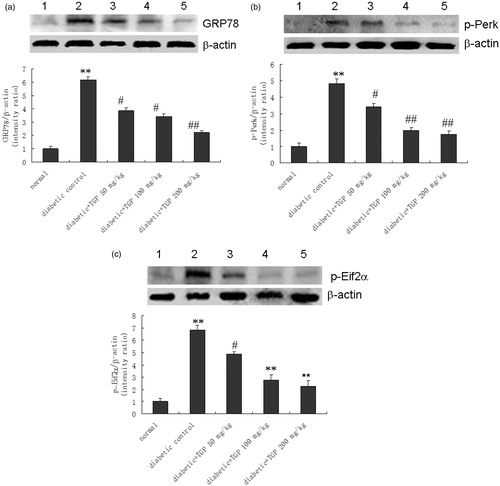 Figure 9. (a) Western blot analysis of GRP78 in liver issue in five groups of rats. (1) Normal; (2) control diabetic; (3) diabetic + TGP 50 mg/kg; (4) diabetic + TGP 100 mg/kg; (5) diabetic + TGP 200 mg/kg. **p < 0.01 vs. normal; #p < 0.05, ##p < 0.01 vs. control diabetic. (b) Western blot analysis of p-Perk in liver issue in five groups of rats. (1) Normal; (2) control diabetic; (3) diabetic + TGP 50 mg/kg; (4) diabetic + TGP 100 mg/kg; (5) diabetic + TGP 200 mg/kg. **p < 0.01 vs. normal; #p < 0.05, ##p < 0.01 vs. control diabetic. (c) Western blot analysis of p-Eif2α in liver issue in five groups of rats. (1) Normal; (2) control diabetic; (3) diabetic + TGP 50 mg/kg; (4) diabetic + TGP 100 mg/kg; (5) diabetic + TGP 200 mg/kg. **p < 0.01 vs. normal; #p < 0.05, ##p < 0.01 vs. control diabetic.