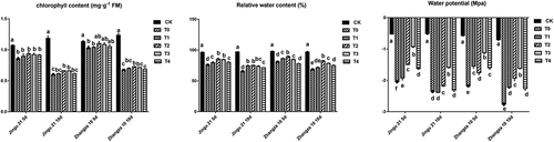 Figure 2. Effects of humic acid (HA) on the chlorophyll content, RWC, and water potential of millet penultimate leaves under drought stress.