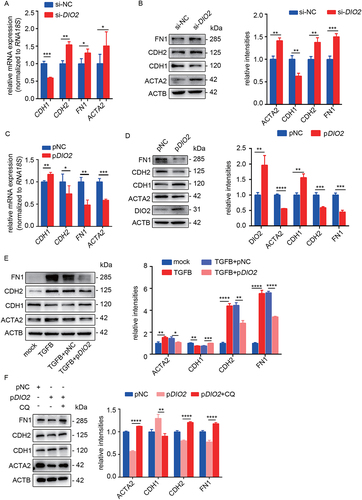 Figure 5. DIO2 prevents EEC-EMT through autophagy. (A and B) The mRNA and protein levels of EMT-related genes (CDH1, CDH2, FN1, ACTA2) in EECs (n = 3) transfected with si-DIO2 or si-NC for 48 h by qRT-PCR and Western blotting. (C and D) The mRNA and protein levels of EMT-related genes (CDH1, CDH2, FN1, ACTA2) in EECs (n = 3) transfected with DIO2 plasmid (pDIO2) or control plasmid (pNC) for 48 h by qRT-PCR and Western blotting. (E) Left: The protein levels of ACTA2, CDH1, CDH2, FN1 in EECs (pre-treated with TGFB for 24 h) transfected with pDIO2 or pNC for 48 h. Right: Relative band intensities analyzed by ImageJ. (F) Left: The protein levels of ACTA2, CDH1, CDH2 and FN1 in EECs (n = 3, pre-treated with CQ) transfected with pDIO2 for 48 h detected by Western blotting. Right: Relative band intensities analyzed by ImageJ. Error bars, mean ± SEM. *P < 0.05, **P < 0.01, ***P < 0.001, ****P < 0.0001.