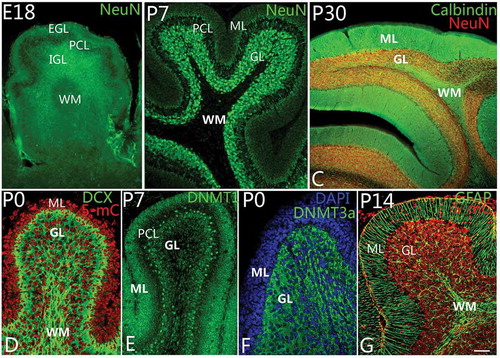 Figure 3. Differentiation of granule cells and DNA methylation. A–C, Granule cell differentiation and migration. With neuronal nuclei (NeuN) immunolabeling, the newborn neurons in the external granular layer (EGL) could be observed to migrate into the internal granular layer (IGL) as early as at embryonic day 18 (E18) (A). The white matter (WM) located in the deep IGL was marked. At P7, almost all neurons in the molecular layer (ML) had migrated into the granular layer (GL) completely (B). The WM is a cell-free zone (NeuN immunolabeling). At P30, with NeuN and Calbindin double immunolabeling, cerebellar lamination had been formed typically with ML, Purkinje cell layer, granular layer (GL) and WM (C). D–F, DNA methylation during cerebellar development. At P0, with 5-methylcytosine (5-mC) and Doublecortin (DCX, green) immunolabeling, 5-methylcytosine (red) can be expressed in the cell nuclei of both ML and GL (D). The expression of DNA methyltransferase 1 (DNMT1) showed the same pattern as 5-mC (E). It suggests that 5-mC and DNMT1 are mainly involved in cell proliferation in the lineage of granule cells. Interestingly, DNA methyltransferase 3a (DNMT3a) could be mainly expressed in the cytoplasm of granule cells in GL rather than in ML (F), suggesting DNA methylation has a close relationship with the development and differentiation of granule cells. The cells in ML and GL were counterstained with Dapi (blue). In G, Bergmann cells (green) are shown to arrange radially in the ML with Nestin immunolabeling. With cerebellar development, ML become a cell-free zone, due to the migration of neurons (red) into GL (G). Scale bars: A, C = 100 μm; B = 50 μm; D–G = 25 μm.