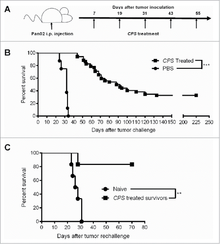 Figure 1. CPS treatment confers protection against pancreatic tumor re-challenge. (A) Treatment schematic outlining the treatment used for generating long-term survival. (B) One week after injection of 1.0 × 106 Pan02 cells i.p. mice were treated with CPS using a five-dose (n = 52) treatment schedule as outlined in Fig. 1A and survival was monitored. (C) 225 d after initial tumor inoculation, CPS-treated survivors (n = 5) or age-matched naive mice (n = 5) were re-challenged with 1.0 × 106 Pan02 cells and survival was monitored. **= p < 0.01, ***= p < 0.001.