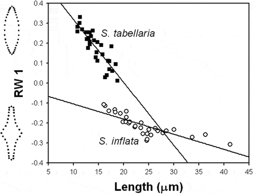 Fig. 62. Plot of the first relative warp (RW1) against valve length for S. inflata and S. tabellaria. Regression lines represent ontogenetic-allometric trends in S. inflata and S. tabellaria populations. Illustrations outside the plot represent extremes of the warp.