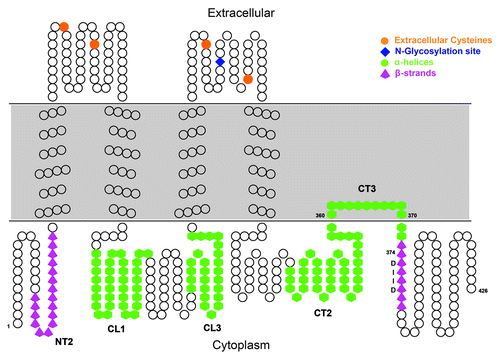 Figure 7. Model of the mPanx1 topology. Overall topology of mPanx1 is depicted. Each amino acid is represented by a black circle. mPanx1 CT segment predicted to interact with the membrane has been modeled (CT3). Domains shown to have a secondary structure by CD are cartooned in green hexagon for α-helix and magenta up-arrows for β-strand. mPanx1 CT Caspase-3 site (DIID) is labeled in black. Extracellular cysteines and the N-glycosylation site are indicated with orange circles and a blue diamond, respectively.