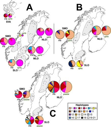 Figure 5. (A) Haplotype compositions in five regions for Scorpidium revolvens, plus a single specimen from Lycksele lappmark, based on data for either the nuclear ITS or the plastid rpl16 (total, n = 63). (B) Haplotype compositions in three regions for Sc. cossonii, based on combined data for the nuclear ITS or the plastid rpl16 (total, n = 57). (C) Haplotype compositions in three regions for Sarmentypnum exannulatum, based on data for the nuclear ITS or the plastid markers (rpl16, trnG, trnL–trnF) (total, n = 71). Circle sizes are proportional to the number of specimens in a region. The plastid marker haplotype compositions are indicated by green text and green circles around the pie charts. MLO, middle Scandinavian lowland; NLO, northern Scandinavian lowland; SLO, southern Scandinavian lowland; SMO, southern Scandinavian mountains; SVA, Svalbard.