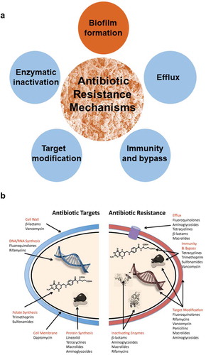 Figure 4. Mechanisms of antibiotic-resistance and antibiotic targets. (a) Mechanisms of antimicrobial resistance, including biofilm formation and intrinsic mechanisms of antibiotic-resistance-based or natural resistance or resistance acquired through gene mutation of transfer. (B) Bacterial targets of different antibiotics and resistance mechanisms applied by bacterial pathogens [Citation77] (with permission from BioMed Central).
