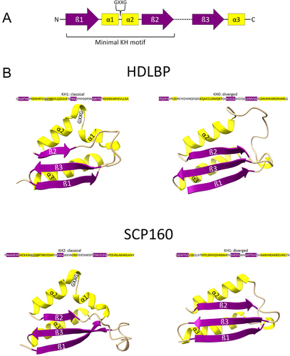 Figure 2. Architecture of a KH domain. A) definition of the minimal motif of a KH domain containing the GXXG loop between two α helices; B) comparison between classical (left) and diverged (right) KH domains in HDLBP (top) and the yeast vigilin Scp160 (bottom)[Citation6,Citation7].