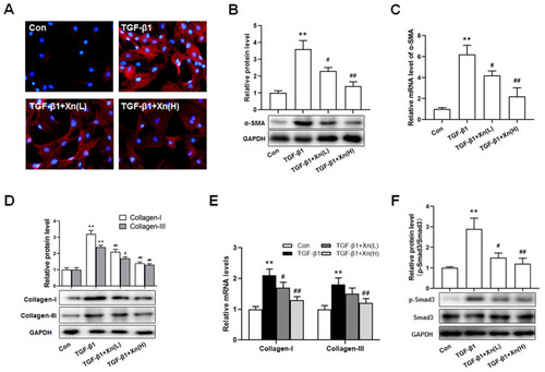 Figure 2 Xn suppressed the TGF-β1-induced differentiation and collagen overproduction of cardiac fibroblasts. (A–C) The protein and mRNA expressions of α-SMA were measured by cellular immunofluorescence and Western blotting; (D and E) The protein and mRNA expressions of Collagen-I and III were determined by real-time PCR; (F) The protein expressions of p-Smad3 and Smad3 were measured by Western blotting. Data are mean±S.E.M. n=3. **P < 0.01 vs. Control; #P < 0.05, ##P < 0.01 vs. TGF-β1.
