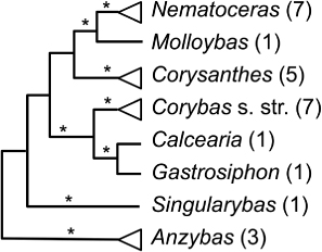Figure 16 Relationships among segregate genera (numbers of species shown) of the Corybas complex based on evidence from ITS sequence data and morphology (Clements et al. Citation2002; *, bootstrap value > 75%).