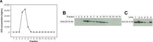 Figure 1 Separation of CA IX-directed immunoliposomes from free antibody and unincorporated micelles by Sepharose CL-4B gel filtration.