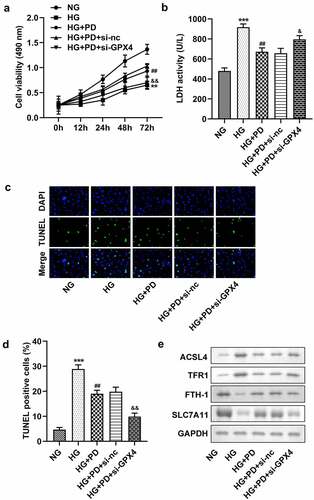 Figure 7. GPX4 knockdown promoted HG-induced cell death. (a) Cell viability. (b) LDH activity. (c–d) Cell death. (e) ACSL4, TFR1, FTH-1, and SLC7A11 levels. **P < 0.01 and ***P < 0.001 vs. si-nc or NG group. ##P < 0.01 vs. HG group. &P < 0.05, &&P < 0.01 vs. HG + PD + si-nc group.