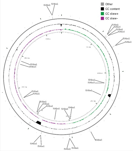 Figure 4. Location of ISAba1 loci in the genome of A. baumannii PKAB07 illustrated using CGview. Manual input through numerals for displaying the positions of ISAba1 throughout the genome was fed in CG view tool and the image was generated.