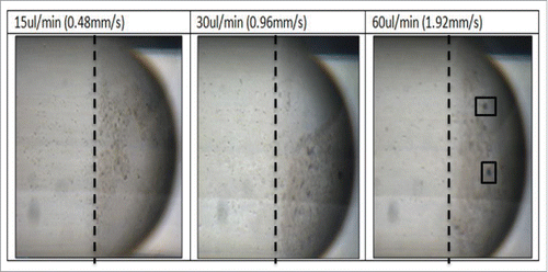 Figure 7B. Images of the bacteria droplets at varying flow rate 15–60 ul/min. A dotted line shows the area of most concentration at 15 ul/min, this line is placed at the same point in shown in 30 ul/min and 60ul/min where it is clear that the bacteria moves