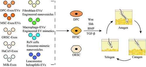 Figure 2 The role of exosomes, EVs and EV mimetics in regulating hair growth. Exosomes/EVs/EV mimetics act on DPCs, HFSCs, ORSCs and affect hair growth cycle through Wnt, Shh, BMP and TGF-β signaling pathways.
