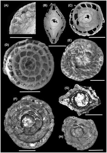 Plate 2. Photomicrographs of N. ptukhiani (external view: A; equatorial section: C, D; axial section: B, D) and N. acutus (external view: E; equatorial section: F, H; axial section: G). Scale bar: 1000 μm. A, B, C: borehole 21.55 m; D, E, F, G, H: outcrop.