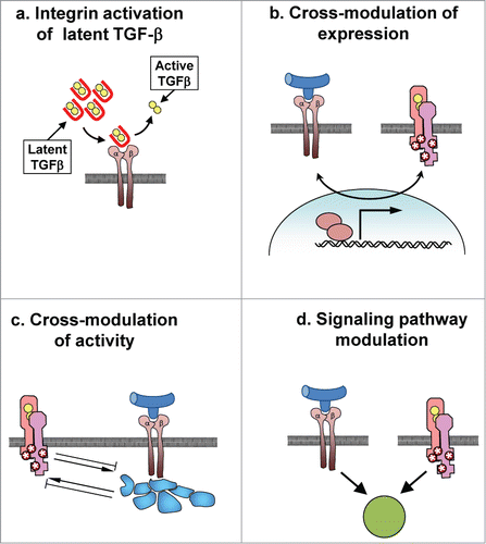 Figure 3. Interaction of integrins and TGF-β signaling pathways. (a) Integrin binding to latent TGF-β complexes can lead to release of active TGF-β. (b) Signaling from integrins or TGF-β receptors can stimulate expression of receptors or effectors of the other signaling pathway. (c) Activation of integrins or TGF-β receptors can lead to activation or inhibition of the other signaling receptor. (d) Cooperative signaling from integrins and TGF-β receptor may be necessary to stimulate phenotypic outcomes, including EMT.